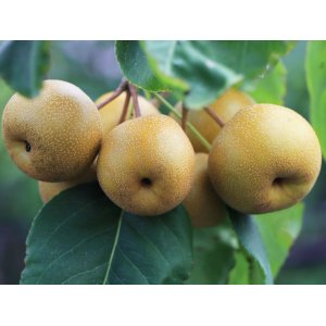 Ázijská hruška (Pyrus Pyrifolia) ´HAYATAMA´ skorá, výška 130-160 cm, voľnokorenná